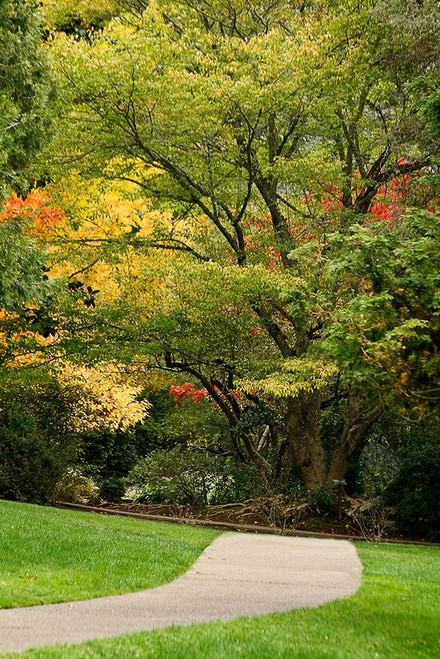 Fall Colors III by Vitaly Geyman (18 x 24)