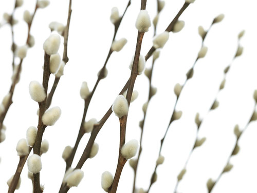 Pussy willow by Assaf Frank (24 x 18)