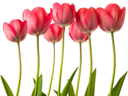 Growing Tulips by Assaf Frank (24 x 18)