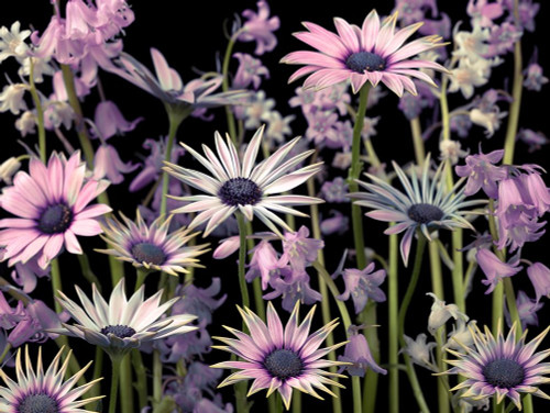 Meadow flowers by Assaf Frank (24 x 18)