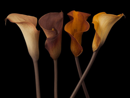 Four calla lilies by Assaf Frank (24 x 18)