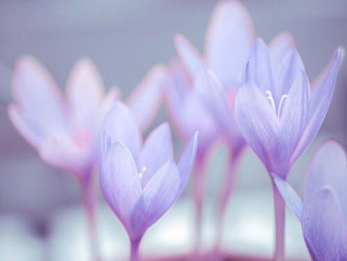 Crocus flowers by Assaf Frank (24 x 18)