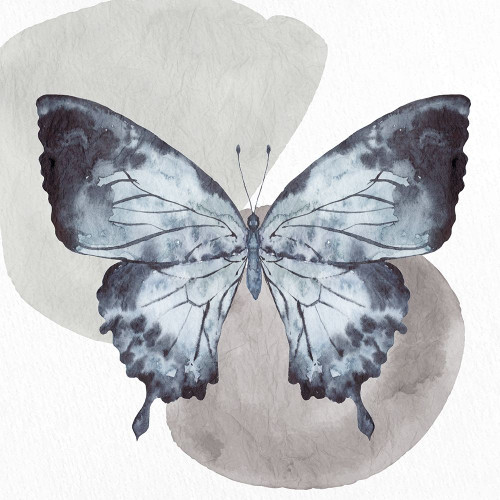 Watercolor Butterfly 1 by Kimberly Allen (24 x 24)