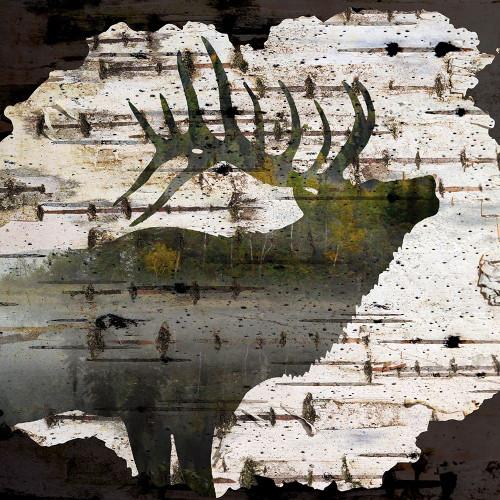 Birch Forest 1 by Kimberly Allen (24 x 24)