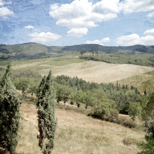 Tuscan Field by Kimberly Allen (12 x 12)