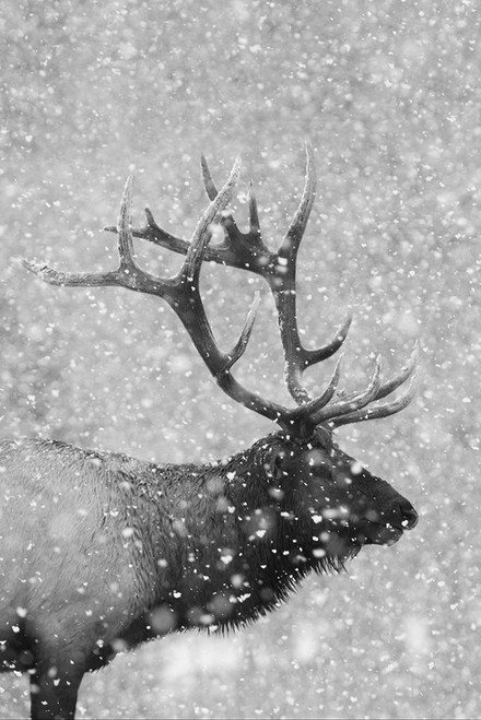 Bull Elk-Autumn Snow by Ken Archer (18 x 24)
