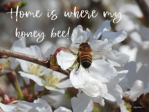 Home is Where My Honey Bee! by Susie Boyer (24 x 18)