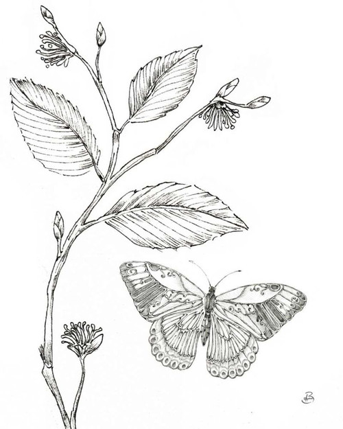 Outdoor Beauties Butterfly I by Daphne Brissonnet (18 x 24)