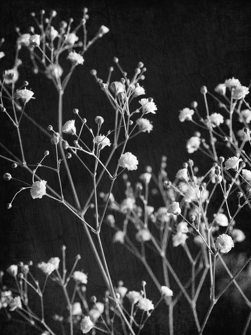 Delicate 2 by Ann Bailey (18 x 24)