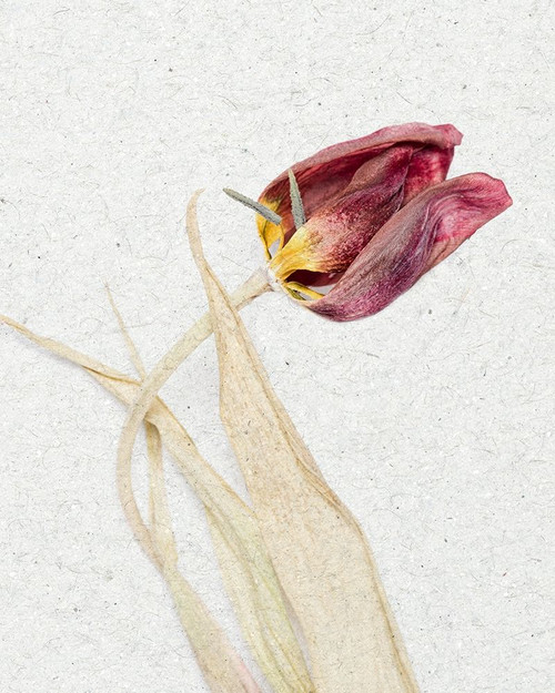 Pressed 2 by Ann Bailey (18 x 24)