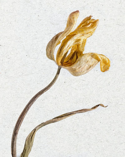 Pressed 3 by Ann Bailey (18 x 24)