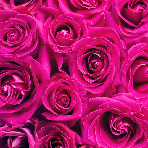 Paris Rose 1 by Kimberly Allen (12 x 12)