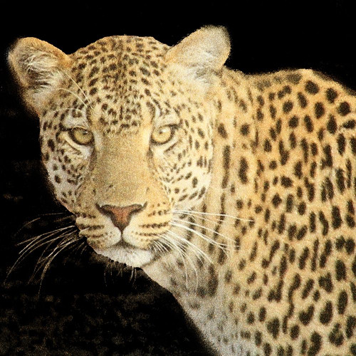 Refuge Leopard 2 V2 by Kimberly Allen (24 x 24)
