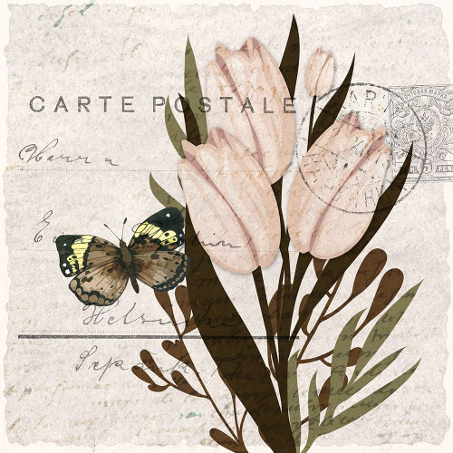 Tulip Postcard 2 by Kimberly Allen (24 x 24)