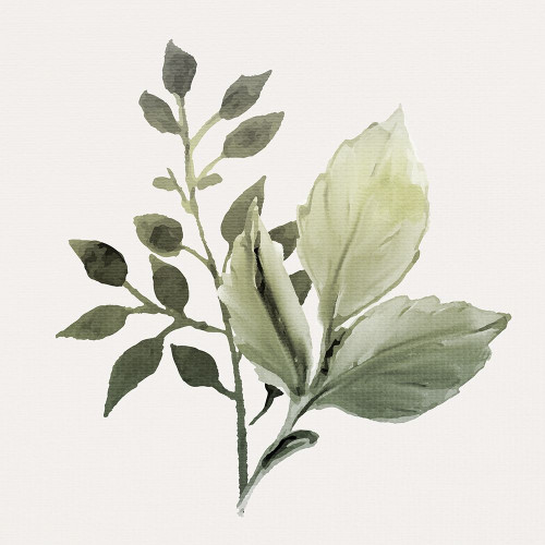Watercolor Sage 2 by Kimberly Allen (24 x 24)