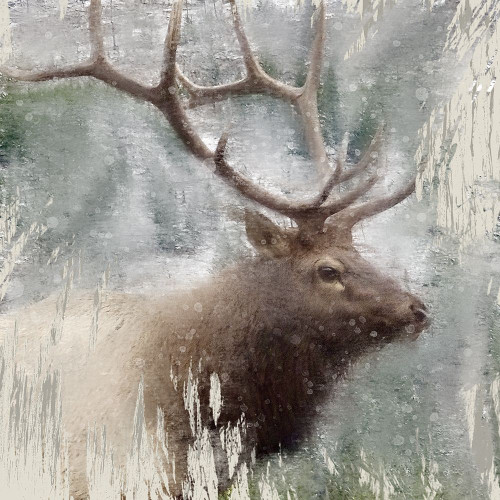 Wildlife 2 by Kimberly Allen (24 x 24)