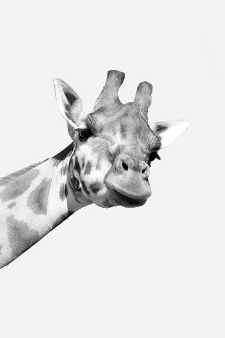 Quirky Giraffes 1 by Kimberly Allen (18 x 24)