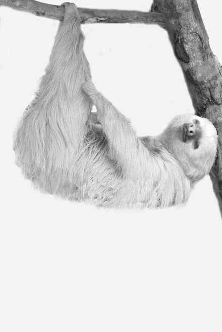 Quirky Sloths 1 by Kimberly Allen (18 x 24)