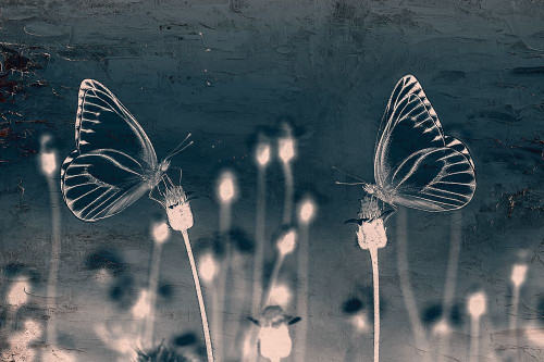 Butterfly Love by Kimberly Allen (24 x 18)