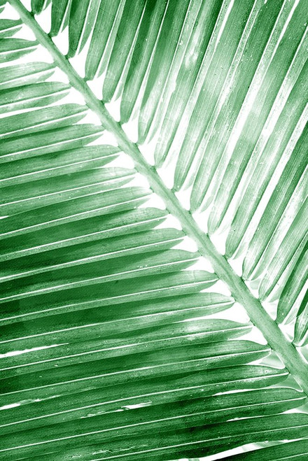 Tropical 2 by Kimberly Allen (18 x 24)