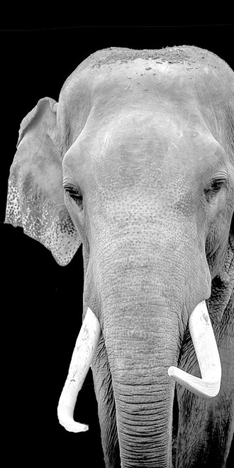 Strong 2 by Kimberly Allen (12 x 24)