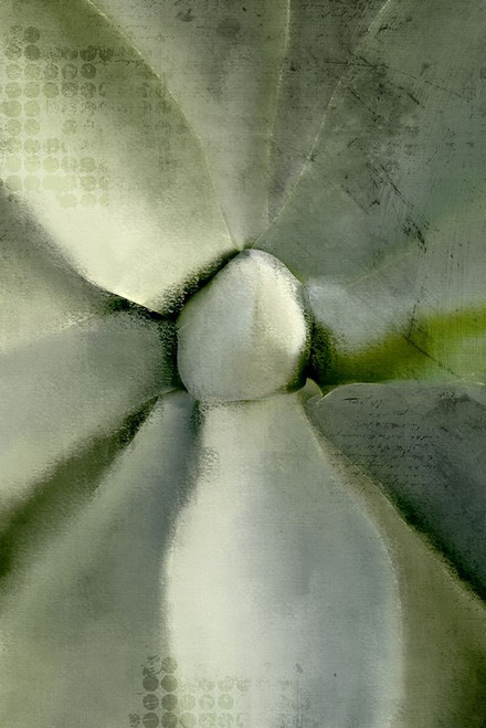 Agave Center by Kimberly Allen (18 x 24)