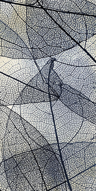 Transparent 3 V5 by Kimberly Allen (12 x 24)