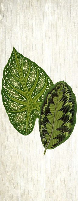 Botanical Greens 1 by Kimberly Allen (9 x 24)
