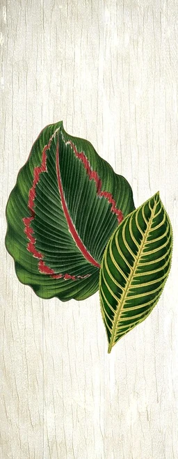Botanical Greens 3 by Kimberly Allen (9 x 24)