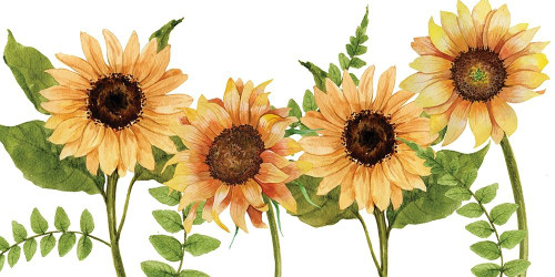 Sunflower Letters v2 by Kimberly Allen (24 x 12)