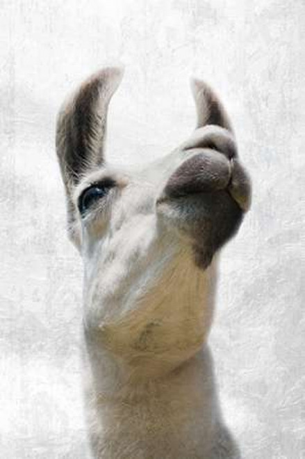 Pondering Lama Poster Print by Marcus Prime (12 x 18)