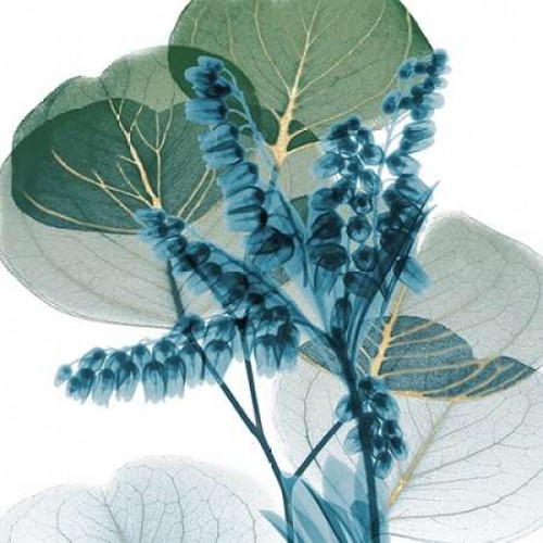 Golden Lilly Of Eucalyptus 2 Poster Print by Albert Koetsier (12 x 12)