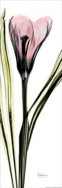 Crocus in Color Poster Print by Albert Koetsier (8 x 24)