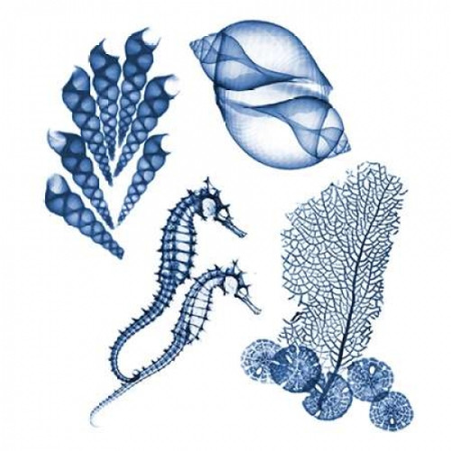 Blue Assortment One Poster Print by Albert Koetsier (12 x 12)