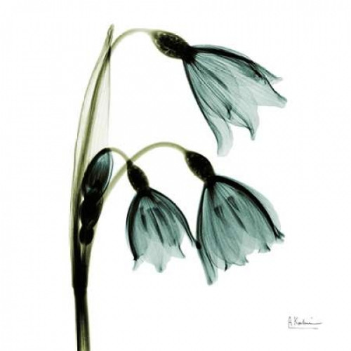 Three Tulips in Green Poster Print by Albert Koetsier (12 x 12)