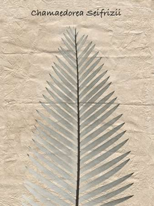 Chamaedorea Illustration Poster Print by Albert Koetsier (9 x 12)