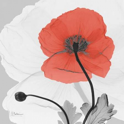 Poppy Princess Poster Print by Albert Koetsier (12 x 12)