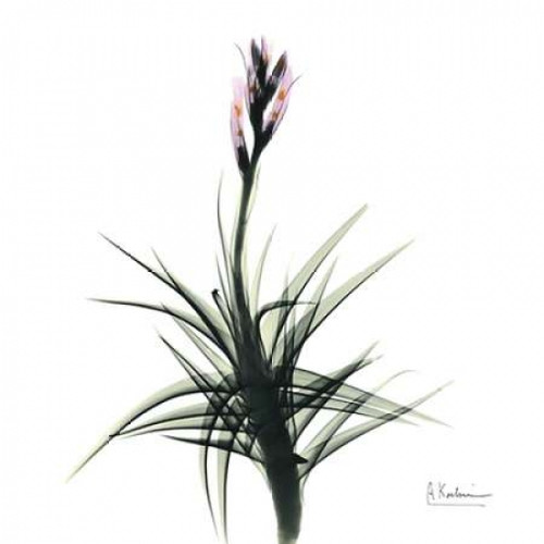 Briannas Bud Poster Print by Albert Koetsier (12 x 12)