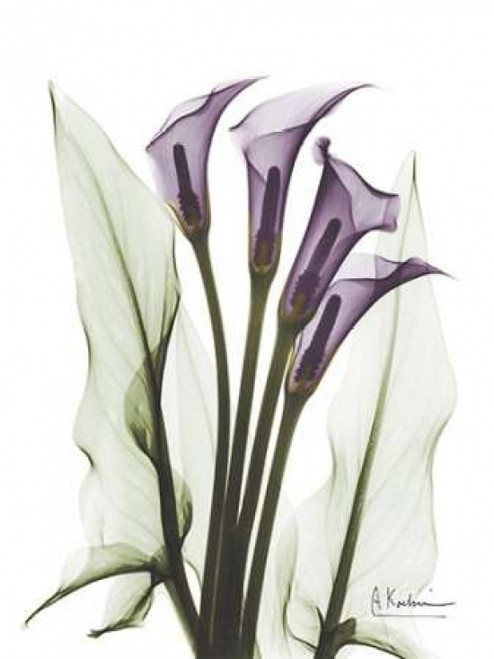 Calla Lily Quad in Color Poster Print by Albert Koetsier (9 x 12)