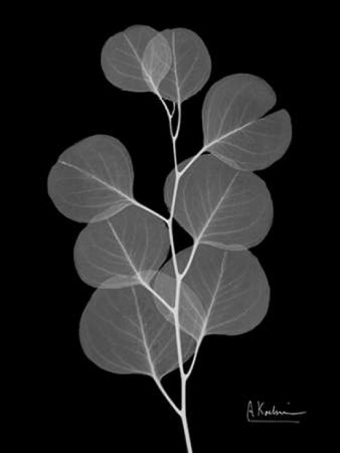 Eucalyptus E196 Poster Print by Albert Koetsier (9 x 12)