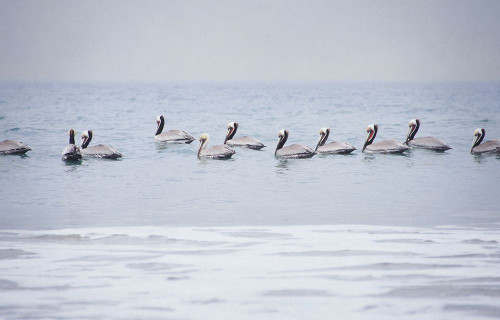 Misty Morning I Poster Print by Elizabeth Urquhart (12 x 18)