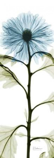Long Blue Chrysanthemum Poster Print by Albert Koetsier (8 x 24)