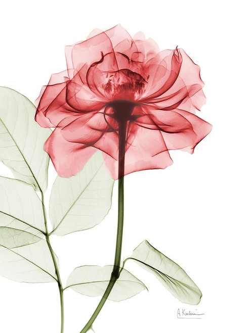 Rosey Red Trance Poster Print by Albert Koetsier (11 x 14)