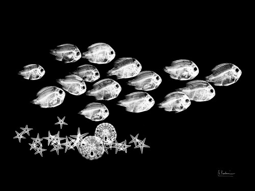 Back to School Poster Print by Albert Koetsier (12 x 9)