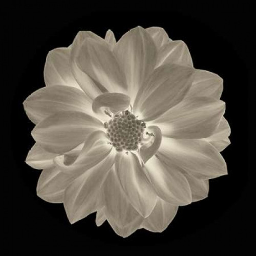 Sepia Floral IV Poster Print by Taylor Greene (12 x 12)