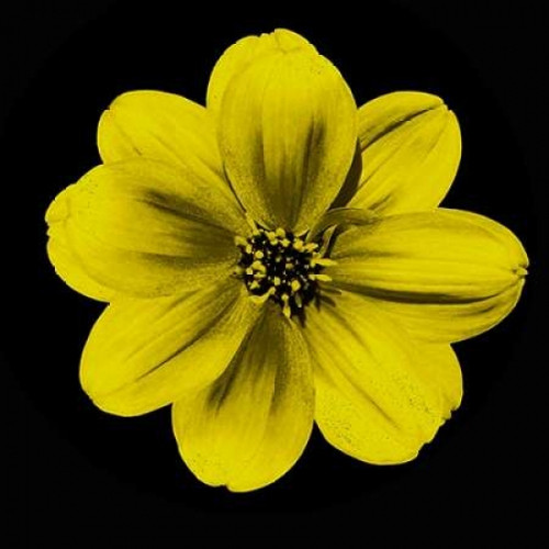 Sepia Floral C1 Poster Print by Taylor Greene (12 x 12)