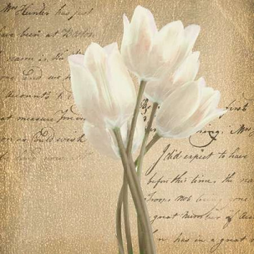 WHITE TULIP  ON GOLD Poster Print by Taylor Greene (12 x 12)