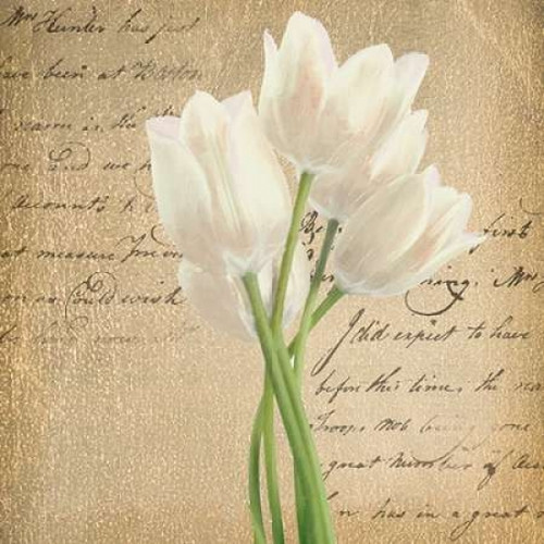 WHITE TULIP II ON GOLD B Poster Print by Taylor Greene (12 x 12)