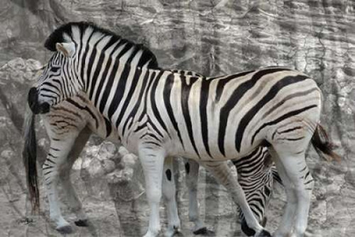 Into The Wild 1 Poster Print by Diane Stimson (12 x 18)