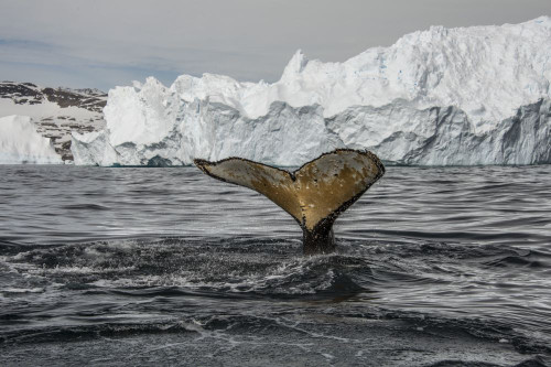 Humpback whale (Megaptera novaeangliae) diving in Cierva Cove; Antarctica Poster Print by Karen Kasmauski (17 x 11)